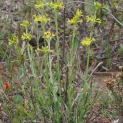 Pimelea curviflora at Kowen, ACT - 3 Nov 2015