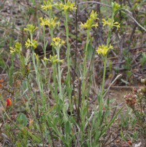 Pimelea curviflora at Kowen, ACT - 3 Nov 2015