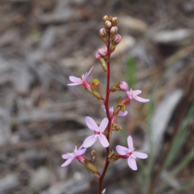Stylidium (genus) (Trigger Plant) at Kowen, ACT - 3 Nov 2015 by KenT