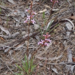 Stylidium sp. at Kowen, ACT - 3 Nov 2015 10:35 AM