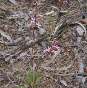 Stylidium sp. at Kowen, ACT - 3 Nov 2015 10:35 AM