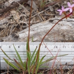 Stylidium sp. at Kowen, ACT - 3 Nov 2015