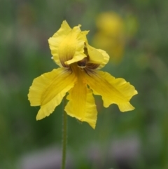 Goodenia paradoxa (Spur Goodenia) at Kowen Woodland - 2 Nov 2015 by KenT