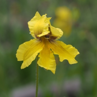 Goodenia paradoxa (Spur Goodenia) at Kowen, ACT - 3 Nov 2015 by KenT