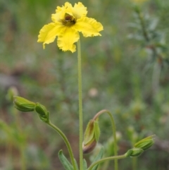 Goodenia paradoxa at Kowen, ACT - 3 Nov 2015 08:19 AM