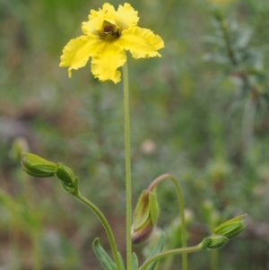 Goodenia paradoxa at Kowen, ACT - 3 Nov 2015 08:19 AM