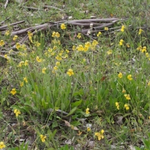 Goodenia paradoxa at Kowen, ACT - 3 Nov 2015 08:19 AM