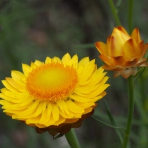 Xerochrysum viscosum at Kowen, ACT - 3 Nov 2015