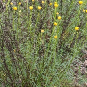 Xerochrysum viscosum at Kowen, ACT - 3 Nov 2015