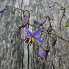 Dianella revoluta var. revoluta (Black-Anther Flax Lily) at Acton, ACT - 4 Nov 2015 by RWPurdie