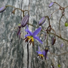 Dianella revoluta var. revoluta (Black-Anther Flax Lily) at Black Mountain - 3 Nov 2015 by RWPurdie