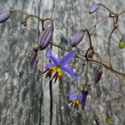 Dianella revoluta var. revoluta (Black-Anther Flax Lily) at Acton, ACT - 4 Nov 2015 by RWPurdie
