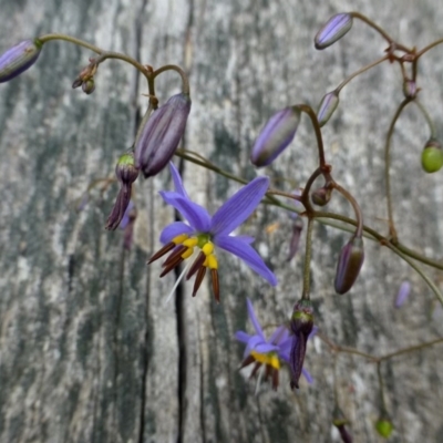 Dianella revoluta var. revoluta (Black-Anther Flax Lily) at Black Mountain - 3 Nov 2015 by RWPurdie