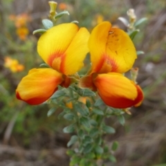 Mirbelia oxylobioides (Mountain Mirbelia) at Black Mountain - 4 Nov 2015 by RWPurdie