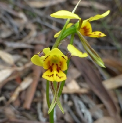 Diuris sulphurea (Tiger Orchid) at Canberra Central, ACT - 3 Nov 2015 by RWPurdie