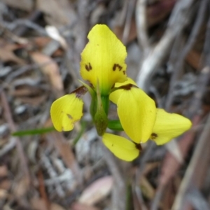 Diuris sulphurea at Point 5832 - suppressed