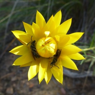 Xerochrysum viscosum (Sticky Everlasting) at Acton, ACT - 3 Nov 2015 by RWPurdie