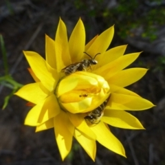 Xerochrysum viscosum at Acton, ACT - 3 Nov 2015