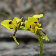 Diuris sulphurea (Tiger Orchid) at Aranda, ACT - 2 Nov 2015 by petaurus