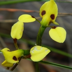 Diuris sulphurea at Undefined Area - suppressed