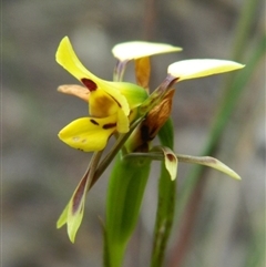 Diuris sulphurea at Undefined Area - suppressed