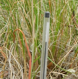 Thelymitra sp. at Point 3131 - suppressed