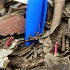 Thelymitra sp. at Undefined Area - suppressed