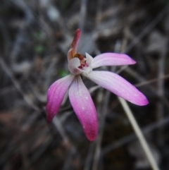 Caladenia fuscata (Dusky Fingers) at Aranda Bushland - 13 Oct 2015 by CathB