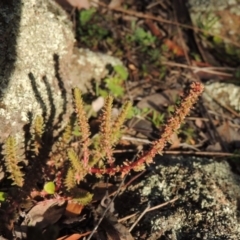 Crassula sieberiana (Austral Stonecrop) at Conder, ACT - 21 Aug 2014 by michaelb