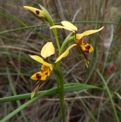 Diuris sulphurea (Tiger Orchid) at Point 3852 - 22 Oct 2015 by CathB