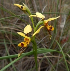 Diuris sulphurea (Tiger Orchid) at Aranda, ACT - 22 Oct 2015 by CathB