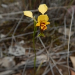 Diuris nigromontana (Black Mountain Leopard Orchid) at Point 3852 - 22 Oct 2015 by CathB