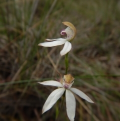 Caladenia moschata (Musky Caps) at Point 3852 - 22 Oct 2015 by CathB