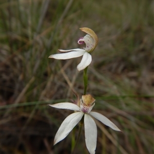 Caladenia moschata at Point 3852 - 22 Oct 2015