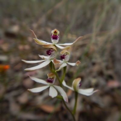 Caladenia cucullata (Lemon Caps) at Belconnen, ACT - 22 Oct 2015 by CathB