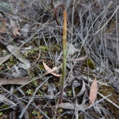 Calochilus sp. (A Beard Orchid) at Point 3852 - 22 Oct 2015 by CathB