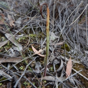Calochilus sp. at Undefined Area - suppressed