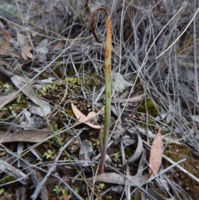 Calochilus sp. (A Beard Orchid) at Aranda, ACT - 22 Oct 2015 by CathB