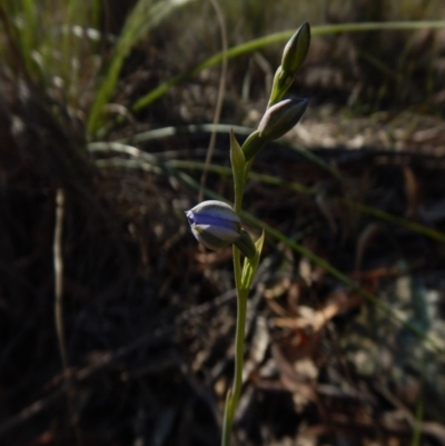 Thelymitra sp. (A Sun Orchid) at Aranda, ACT - 14 Oct 2015 by CathB