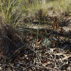 Thelymitra sp. at Point 3852 - 14 Oct 2015