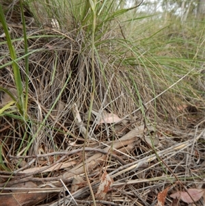 Thelymitra sp. at Point 3852 - 22 Oct 2015