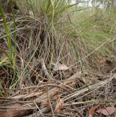 Thelymitra (Genus) (Sun Orchid) at Point 3852 - 22 Oct 2015 by CathB
