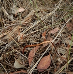 Thelymitra sp. at Point 3852 - 22 Oct 2015