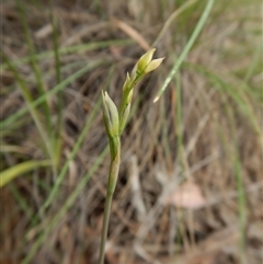 Thelymitra sp. at Point 3852 - 22 Oct 2015