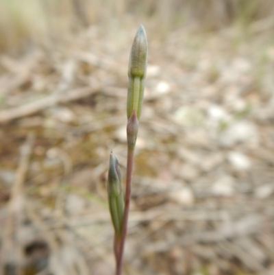 Thelymitra sp. (A Sun Orchid) at Aranda, ACT - 22 Oct 2015 by CathB