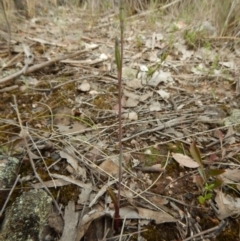 Thelymitra sp. at Point 3852 - 22 Oct 2015