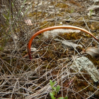 Thelymitra (Genus) (Sun Orchid) at Point 3852 - 22 Oct 2015 by CathB