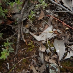 Cyanicula caerulea (Blue Fingers, Blue Fairies) at Point 3852 - 22 Oct 2015 by CathB