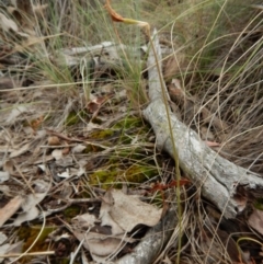 Glossodia major (Wax Lip Orchid) at Point 3852 - 22 Oct 2015 by CathB