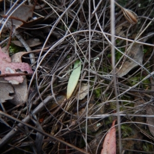 Glossodia major at Point 3852 - suppressed